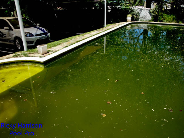 Green pool before treatment